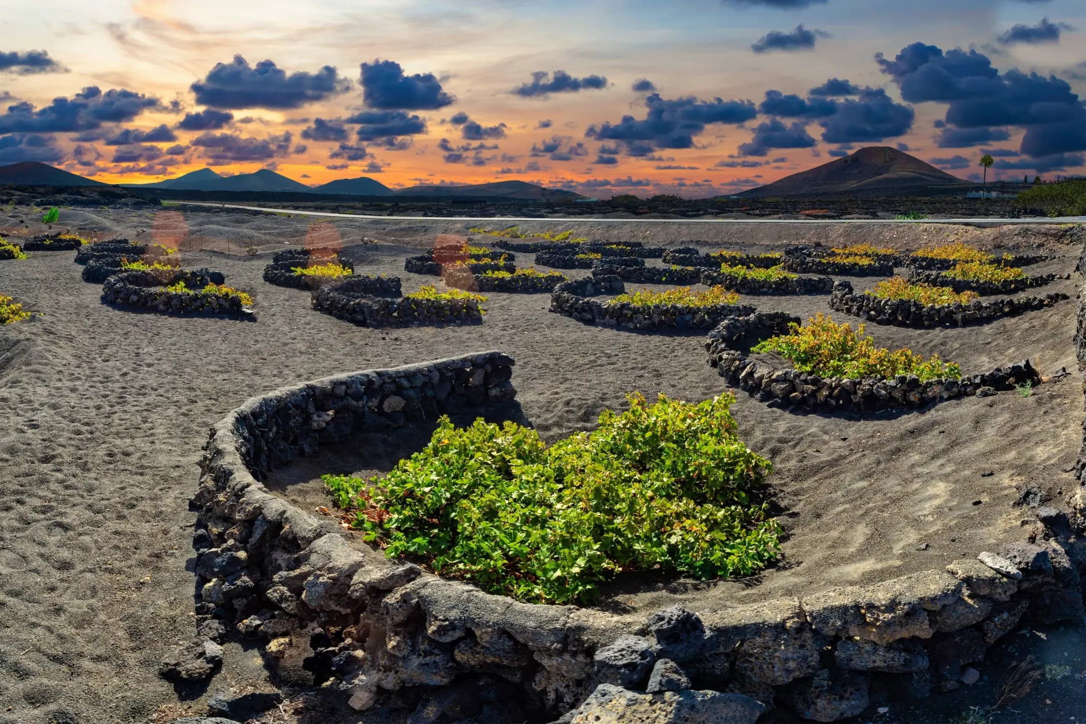 La Geria Vulkanweinberge mit traditionellen Steinmauern und Weinanbau, Lanzarote