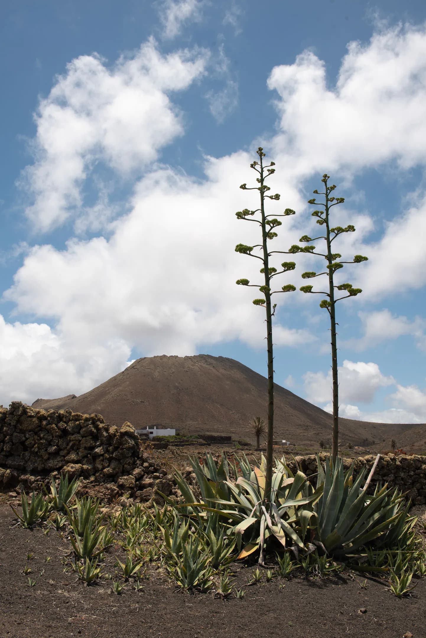 Volcano view from Finca La Corona